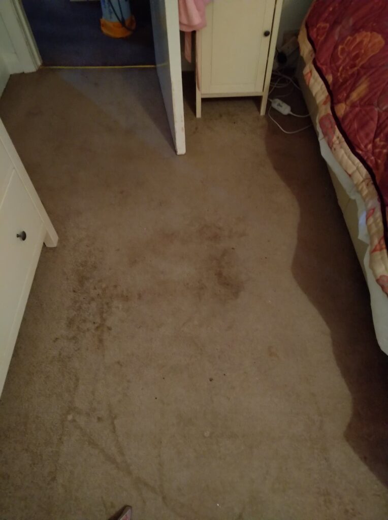 Carpet Cleaner Southampton