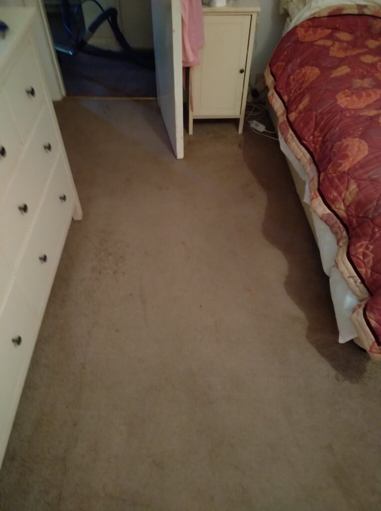 carpet cleaning services